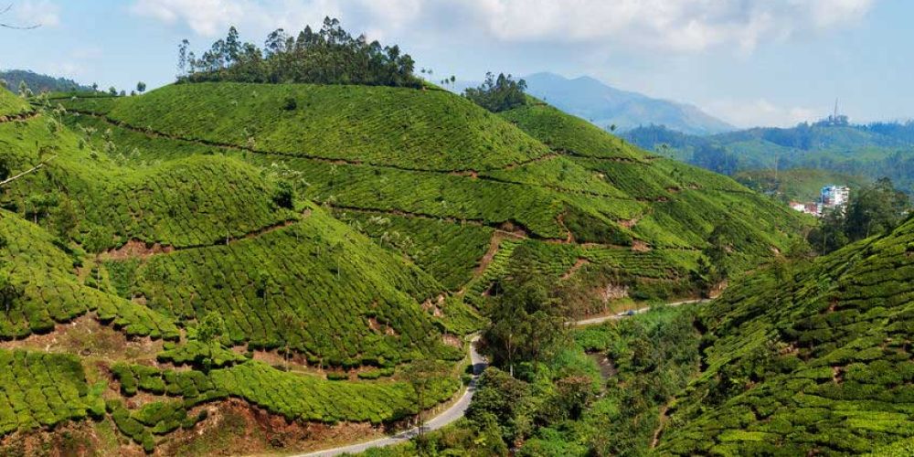 Severe Drought Hits Southern Indian Tea Plantations 2017