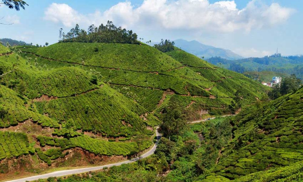 Severe drought - Kerala Tea Production