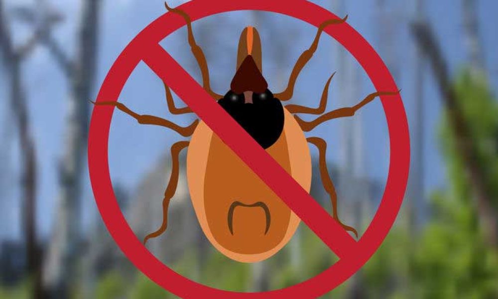 Darjeeling Tea pests