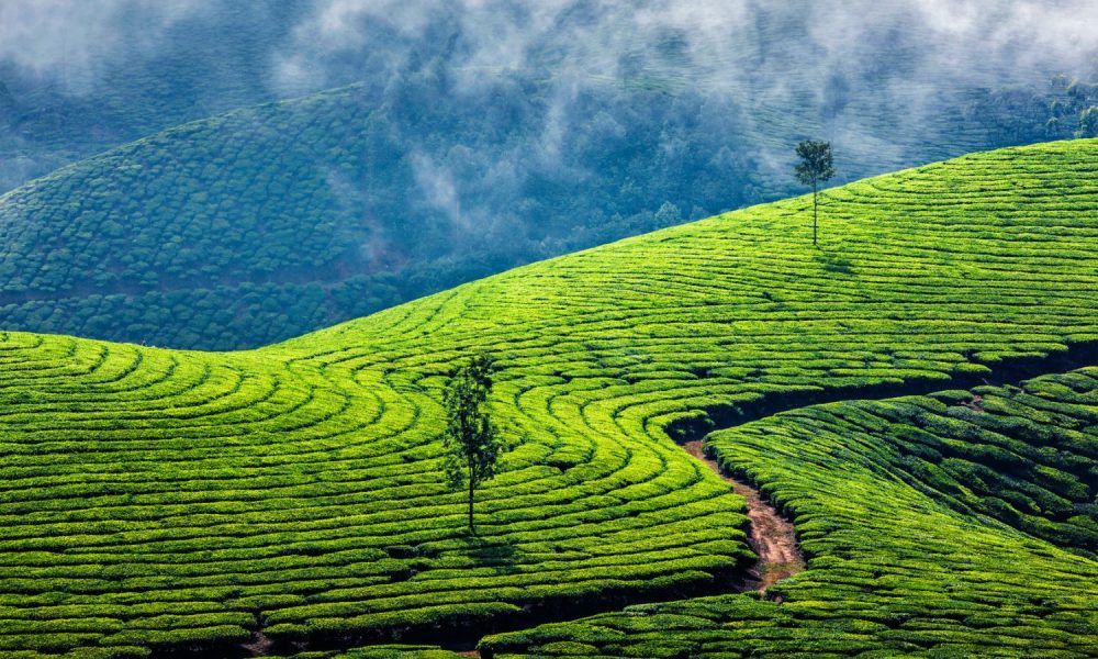 sri lanka tea