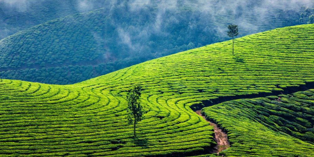 The Development of Sri Lanka Tea Farms