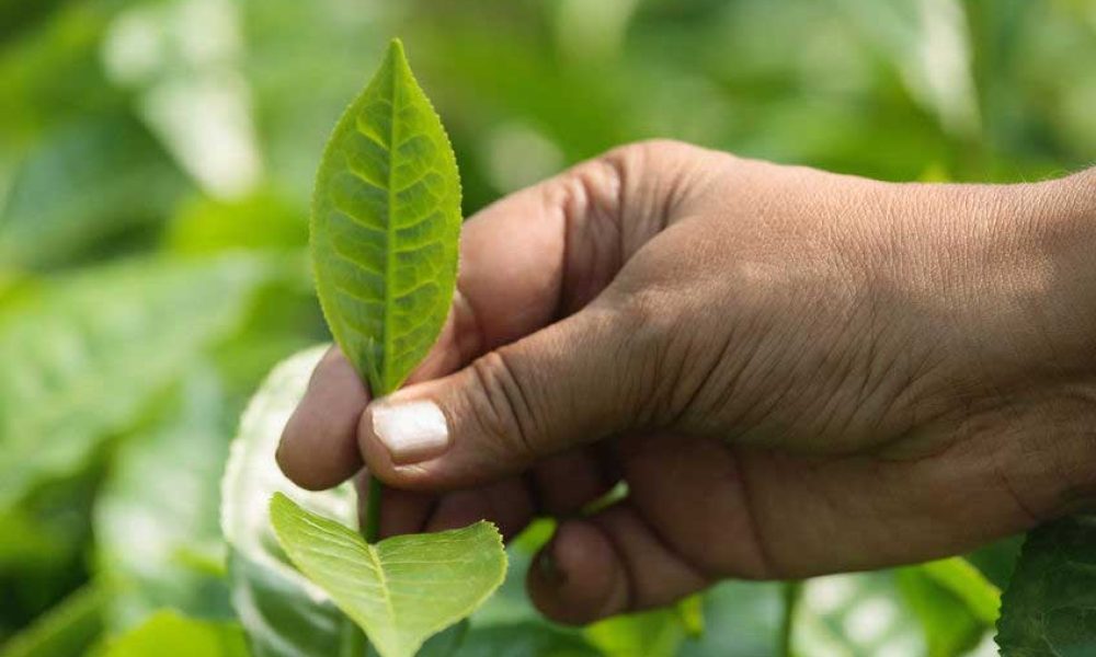 tea estates Assam