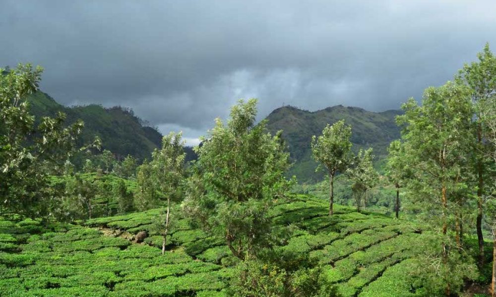 Weather Affects on Tea