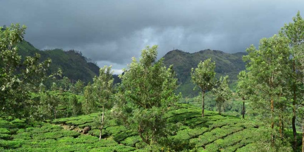 Six Effects Weather has on Your Tea
